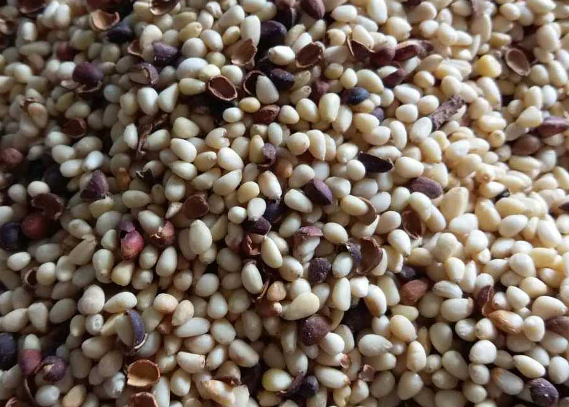 Agriculture Machine Pine Nut Kernel Color Sorter Nuts Sorting Machine