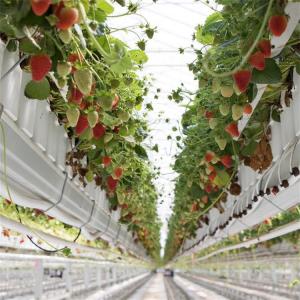 Wholesale Strawberry Plant Greenhouse Poly Film Tunnel Arch Plastic Film from china suppliers