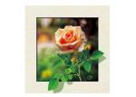Eco Friendly Plastice 3D Lenticular Printing Service Picture Nature Landscape