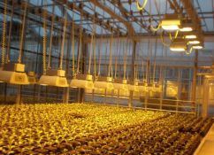 Container Farming Lighting System for Greenhouses