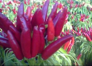 Wholesale Seasoning Facing Heaven Chillies 4cm Chinese Dried Chili Peppers from china suppliers