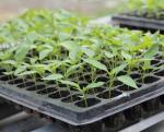 various kind holes plastic Plant Growing generation Trays plastic growing trays