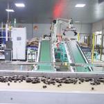 Food Grade Inshell Chestnut Sorting Machine 6 Channels