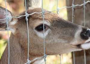 Wholesale Heavy Duty Fixed Knot Square Deer Mesh Fence Corrosion Resistance Easy Installation from china suppliers