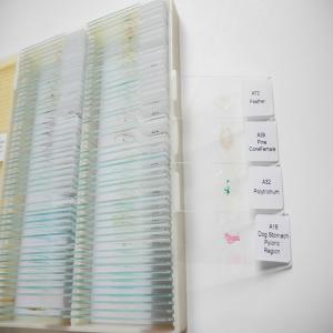 Wholesale Medical Science Subject Human Organization 15pcs Human Skin Microscope Slide from china suppliers