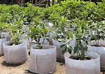 Hydrobilic Agriculture Non Woven Fabric PP Winter Protection No Pollution For