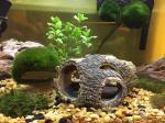 Wood House Betta Fish Aquarium Decoration Items