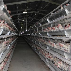 Wholesale 192 Birds Baby Chicken Cage Poultry Farm Equipment Automatic Drinking from china suppliers