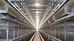 Eco - Friendly Automatic Chicken Cage Cross - Opening Door Design