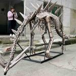Large Outdoor Dinosaur Skeleton , Sunproof Dinosaur Model Skeleton