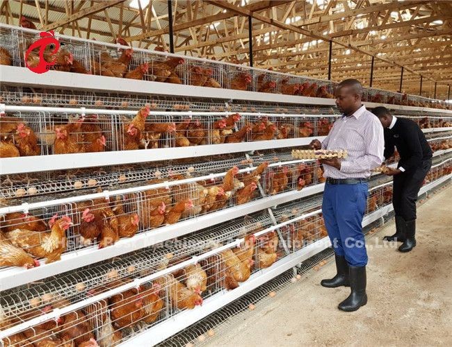 Automatic Drinker Feeder Poultry Chicken Cages 10000 Egg Layer Ada