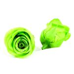 Multicolor 5-6cm A Grade Preserved Rose Heads