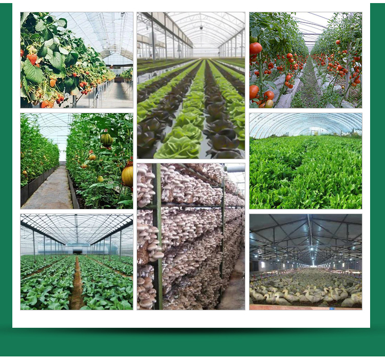 PC Greenhouse for Multi-Span Agricultural Greenhouses Section 8.0m Strong Structure