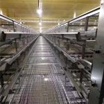 A Type 198 Birds Layer Chicken Cage Poultry Farming Equipment