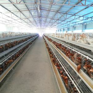 Wholesale A Type Battery Cage System Layer Chicken Chicken Layer Cage For Sale from china suppliers