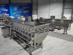 2021 Stainless Steel 316 Leafy Vegetable Production Line for Cabbage Washing