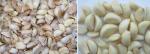 Pneumatic Type Stainless Steel Garlic Peeling Machine