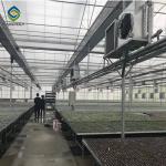 Commercial 200 Micron Film 0.50KN/M2 Multi Span Greenhouse