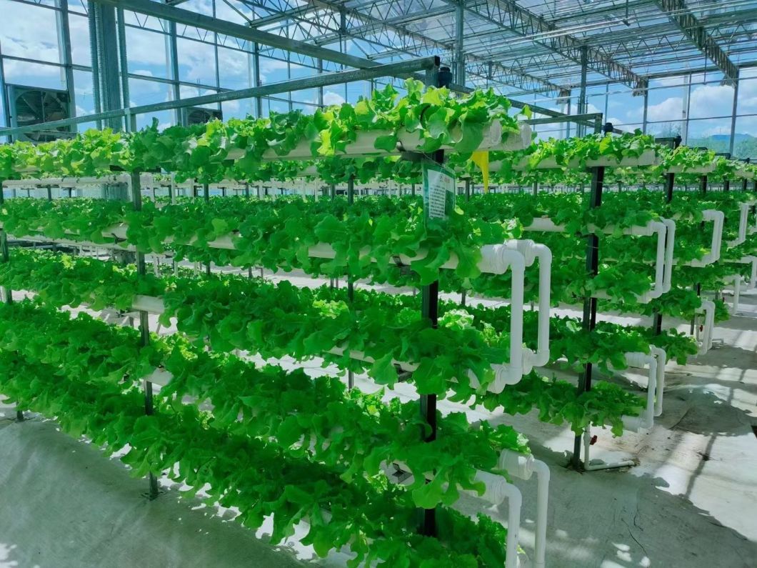 Shipping Container Greenhouse with Hydroponic Vertical Farming