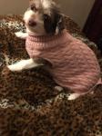 Fashion Pet Clothes Customized Size Cute Dog Clothes For Autumn / Winter
