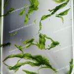HACCP Certified Green Aonori Dried Seaweed Flakes Nutritious Sprinkles for