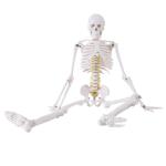 5' 6" Life Size Human Skeleton Anatomy Model For Medical Skeleton Education