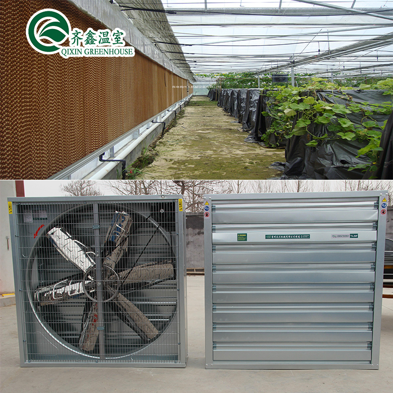 Single Layer PO Commercial Multi Span Polycarbonate Sheet Greenhouse for Agriculture