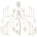 Scientific Life Size Disarticulated 180cm Human Skeleton Model