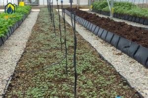 Wholesale Greenhouse Hydroponic Planting Trough PP Roll For Fresh Cut Flowers Rose Cultivation from china suppliers