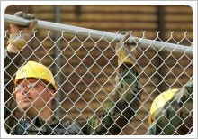 Chicken Animal Control L10m W4m 40*40mm Chain Link Security Fence