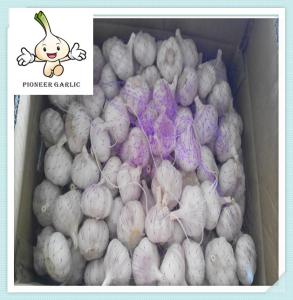 Wholesale Chinese Fresh Normal White Red Garlic Optimum Quality Modern garlic exporter from china suppliers