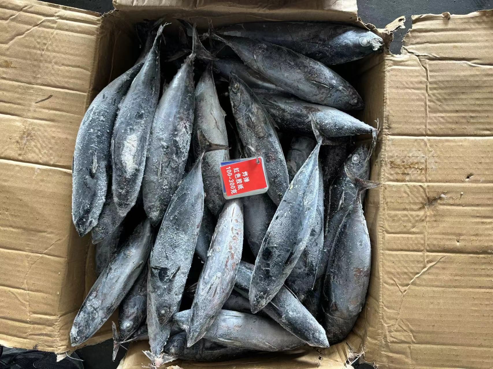 Sale New Landing 100-300g Frozen Bonito Fish