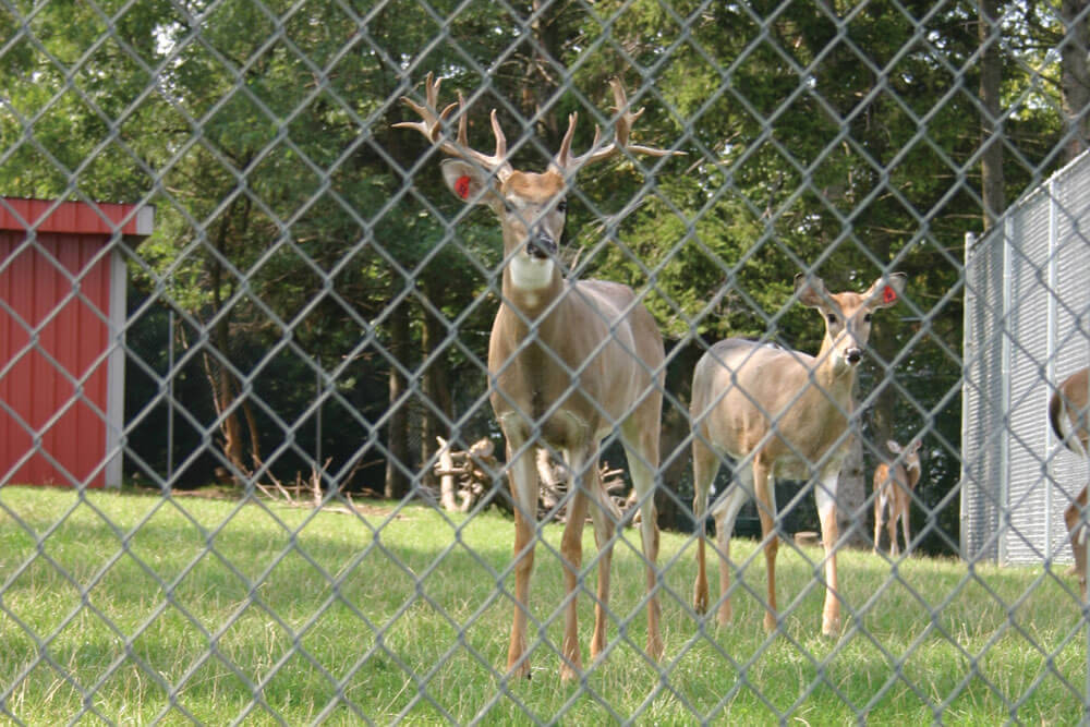 chain link fence
