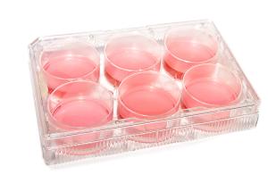 Wholesale Gamma Irradiation Tissue 6 Well Cell Culture Plate Microbiology from china suppliers