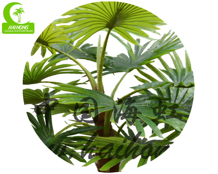 Small Palm Trees