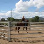 Goat Sheep Farm Corral Panels CE ISO PE Coated Stainless Steel Galvanized