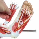 Human Hip thigh calf and foot muscles 13 parts Life Size Arteries & Veins for