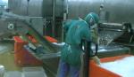 Seafood processing plant frozen fish and shrimp washing water cycle thawing