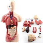 3d 26cm Mini 15 Parts ODM Human Body Torso Model
