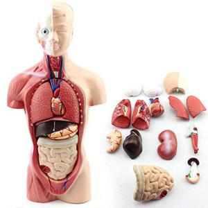 Wholesale Medical Education Human Anatomy Torso Model 10.5 Inch Of 14PCS Removable Organs from china suppliers