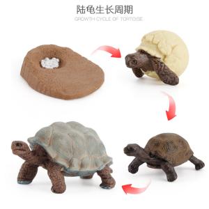 Wholesale Tortoise Life Cycle Figure Model Toy For Boys Girls Kids from china suppliers