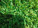 Qualified TPE Infills for Professional Soccer Artificial Turf Field