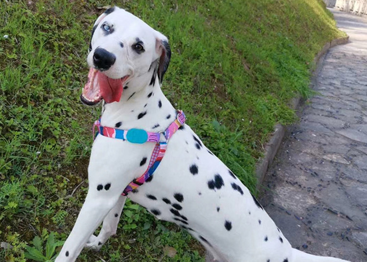 Front Connect Easy Walk Dog Harness Small Medium
