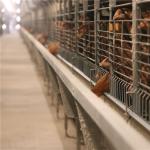 Hot Dipped Galvanized H Frame Automatic Battery Animal Cage/Chicken Layer Cage