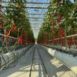 Modular Agricultural Greenhouse For Sale Dome Roof Cover Film Side Cover Multi