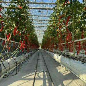 Wholesale 6x10 6ft X 4ft Intelligent Commercial Agricultural Glass Greenhouse For Flowers Potatoes Peppers from china suppliers