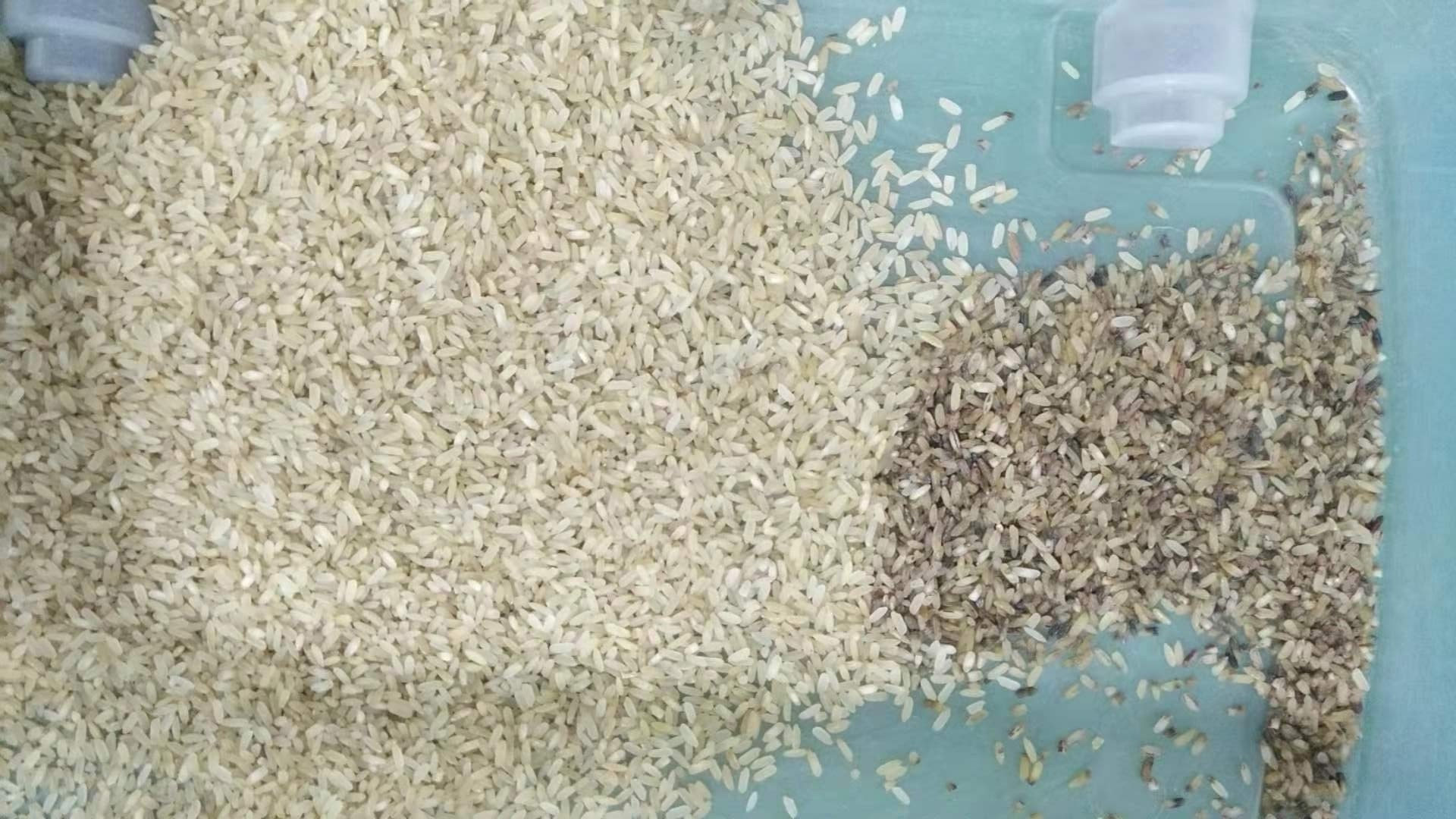 Top Performance CCD Japonica Rice Color Sorter Machine Popular in India