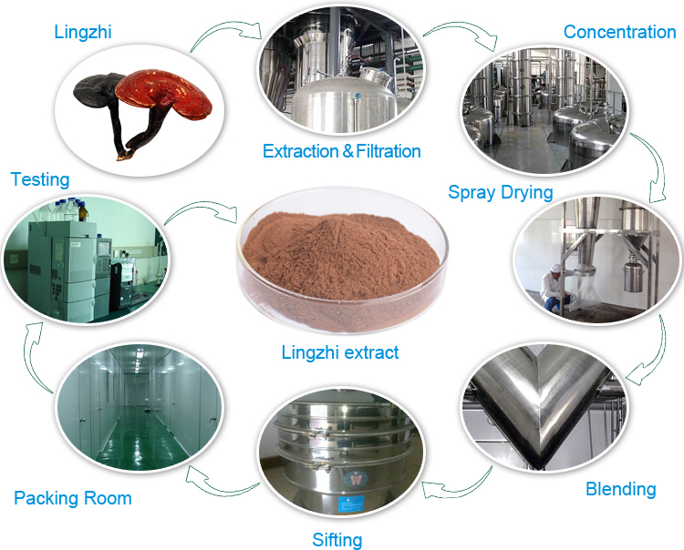 Competitive price ganoderma extract triterpene