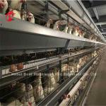 Widely Used Iron Wire Poultry Layer Cage For Commercial Chicken Mia