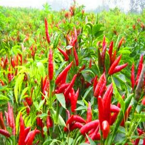 Wholesale 1KG Dried Chili Peppers 50 000SHU For Flavorful Recipes from china suppliers